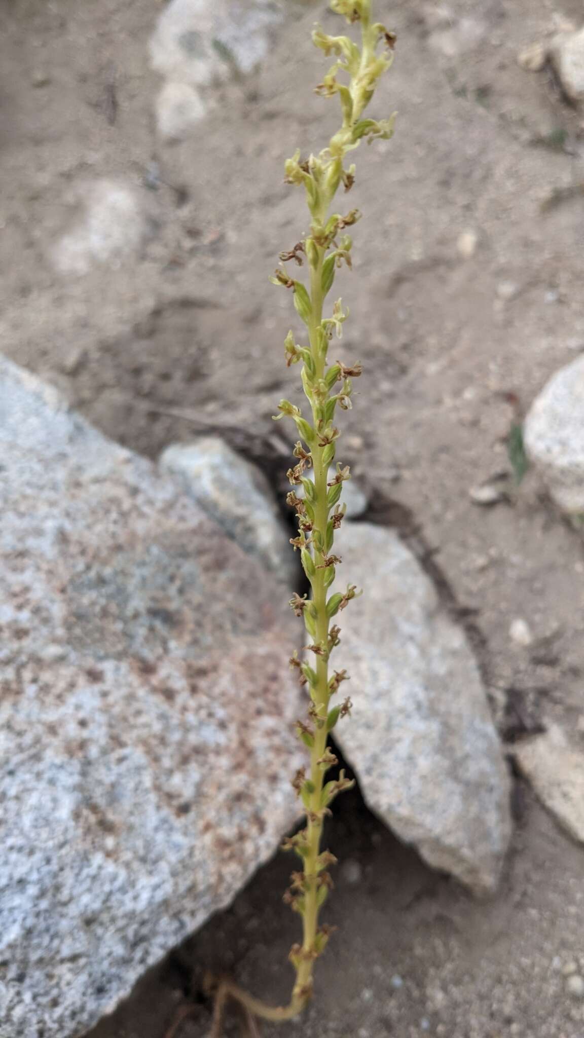 Sivun Platanthera colemanii (Rand. Morgan & Glic.) R. M. Bateman kuva