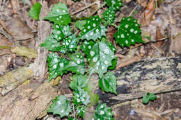 Image of Laportea grossa (E. Mey. ex Wedd.) Chew