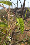 Image of Ipomoea heterotricha F. Didr.