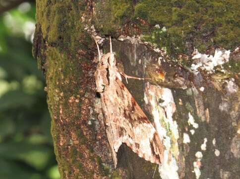 Image de Psilogramma discistriga (Walker 1856)