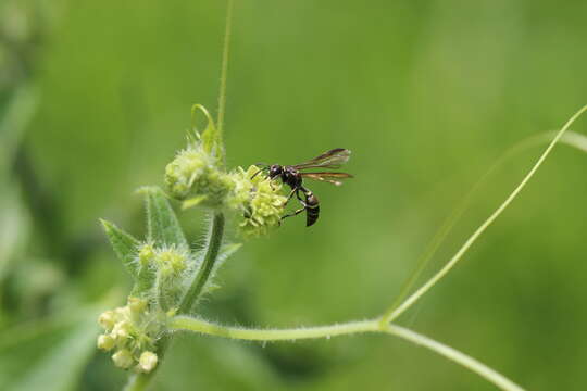 Image of Sicyos microphyllos Kunth