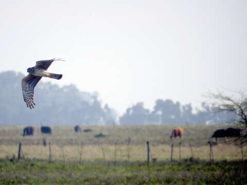 Image of Long-winged Harrier