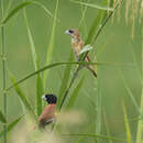 Image of Lonchura atricapilla deignani Parkes 1958