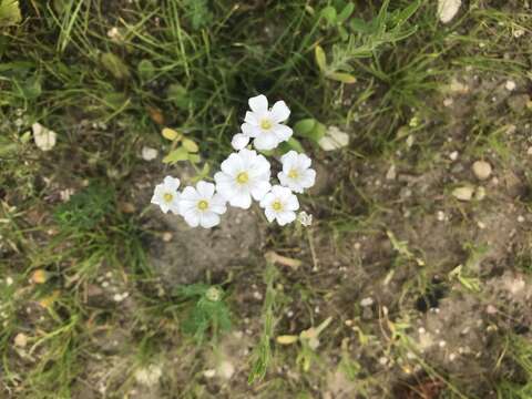 Image de Gypsophila elegans M. Bieb.