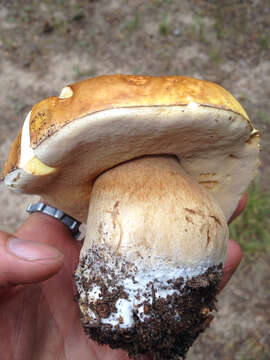 Image of Cep