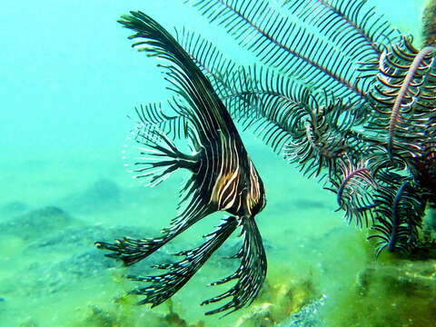 Image of Humpback batfish