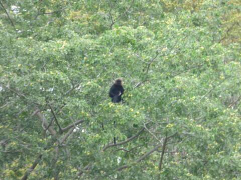 Image of Black Leaf Monkey