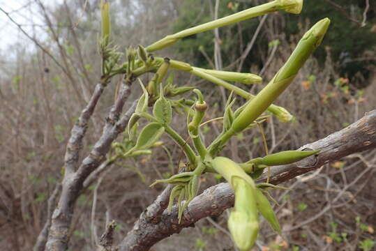 Imagem de Stereospermum longiflorum Capuron