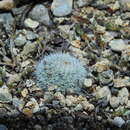 Image de Mammillaria klissingiana Boed.