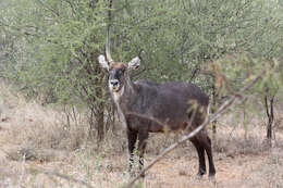 Image of Defassa Waterbuck