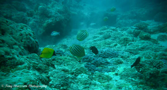 Image of Longnose butterflyfishes