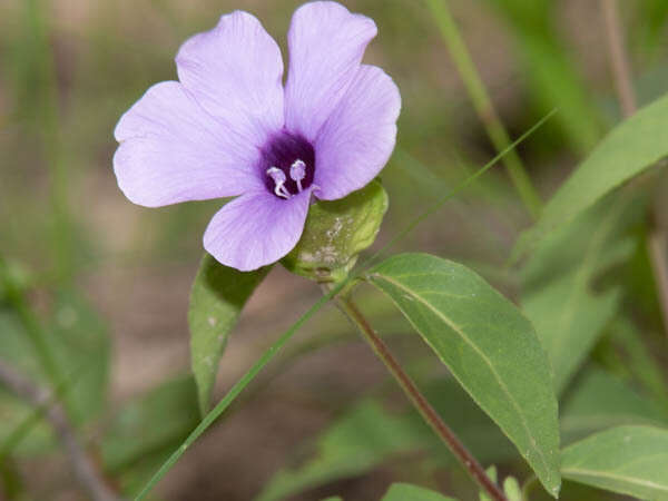 Plancia ëd Barleria mackenii Hook. fil.