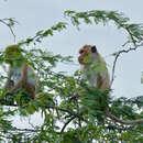 Image of Macaca sinica sinica (Linnaeus 1771)