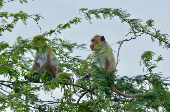 Image of Macaca sinica sinica (Linnaeus 1771)