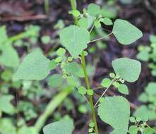 Image of Euphorbia ocymoidea L.