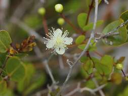 Image de Mosiera longipes (O. Berg) Small