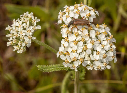 Image of western yarrow