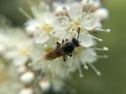 Sivun Andrena crataegi Robertson 1893 kuva