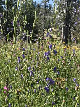 Image of Columbian monkshood