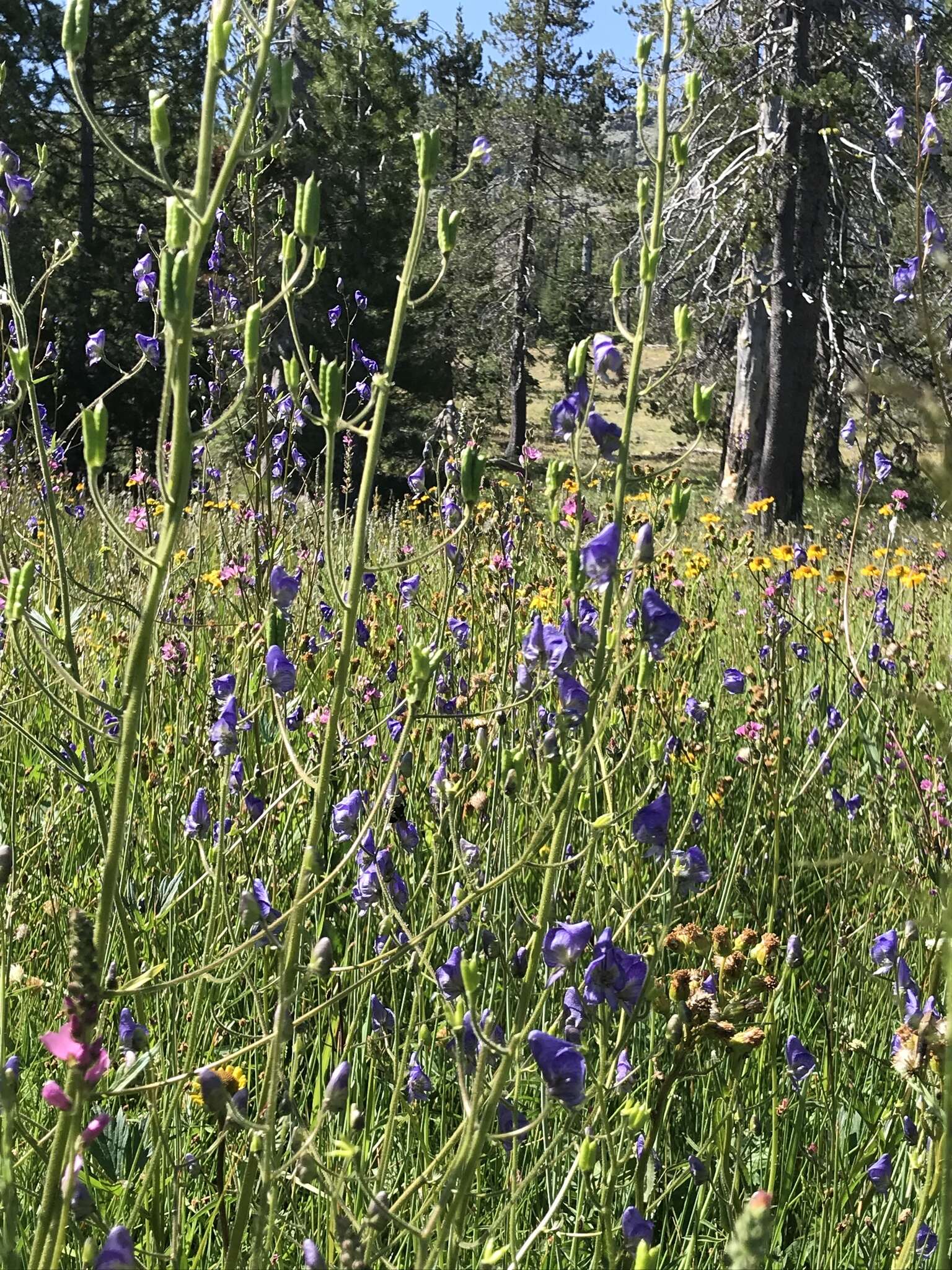 Sivun Aconitum columbianum subsp. columbianum kuva