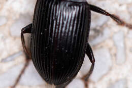 Imagem de Harpalus (Pseudoophonus) calceatus (Duftschmid 1812)