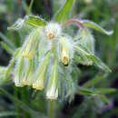 Image of <i>Onosma microcarpa</i>