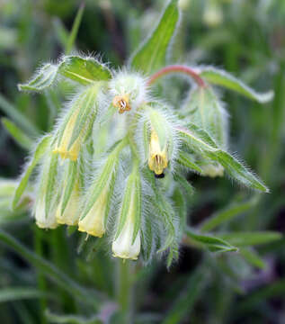 صورة <i>Onosma microcarpa</i>