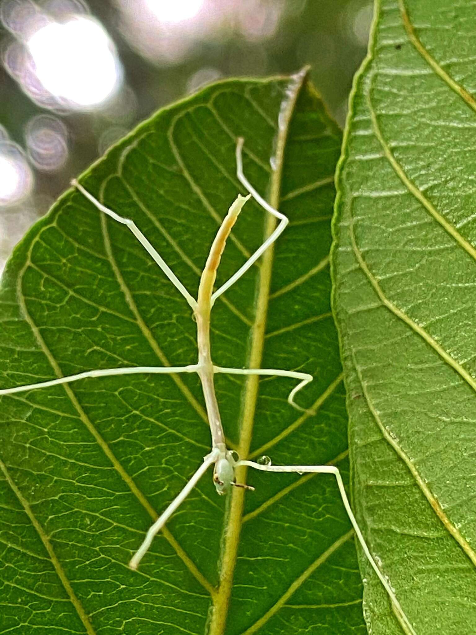 Image of Cladoxerus cryphaleus (Westwood 1859)