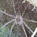 Image of Dolomedes okefinokensis Bishop 1924