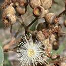 Image of Corymbia leptoloma (Brooker & A. R. Bean) K. D. Hill & L. A. S. Johnson