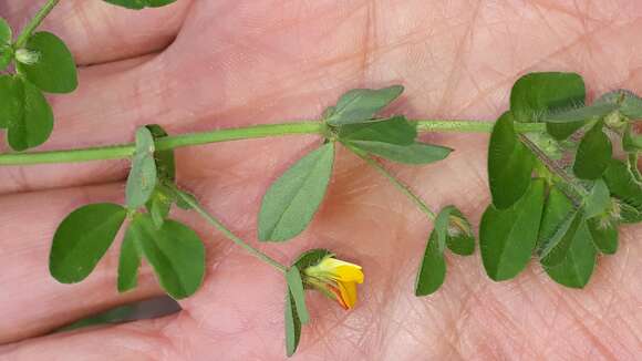 Image of Slender Bird's-foot-trefoil