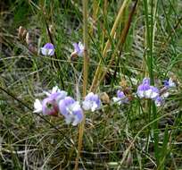 Image of Astragalus silvisteppaceus Knjaz.