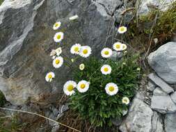 Image de Erigeron dryophyllus A. Gray