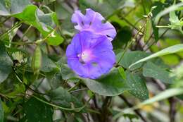 Image of Ipomoea variabilis (Schltdl & Cham.) Choisy