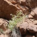 Image of Black Canyon gilia