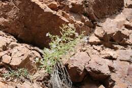 Image of Black Canyon gilia