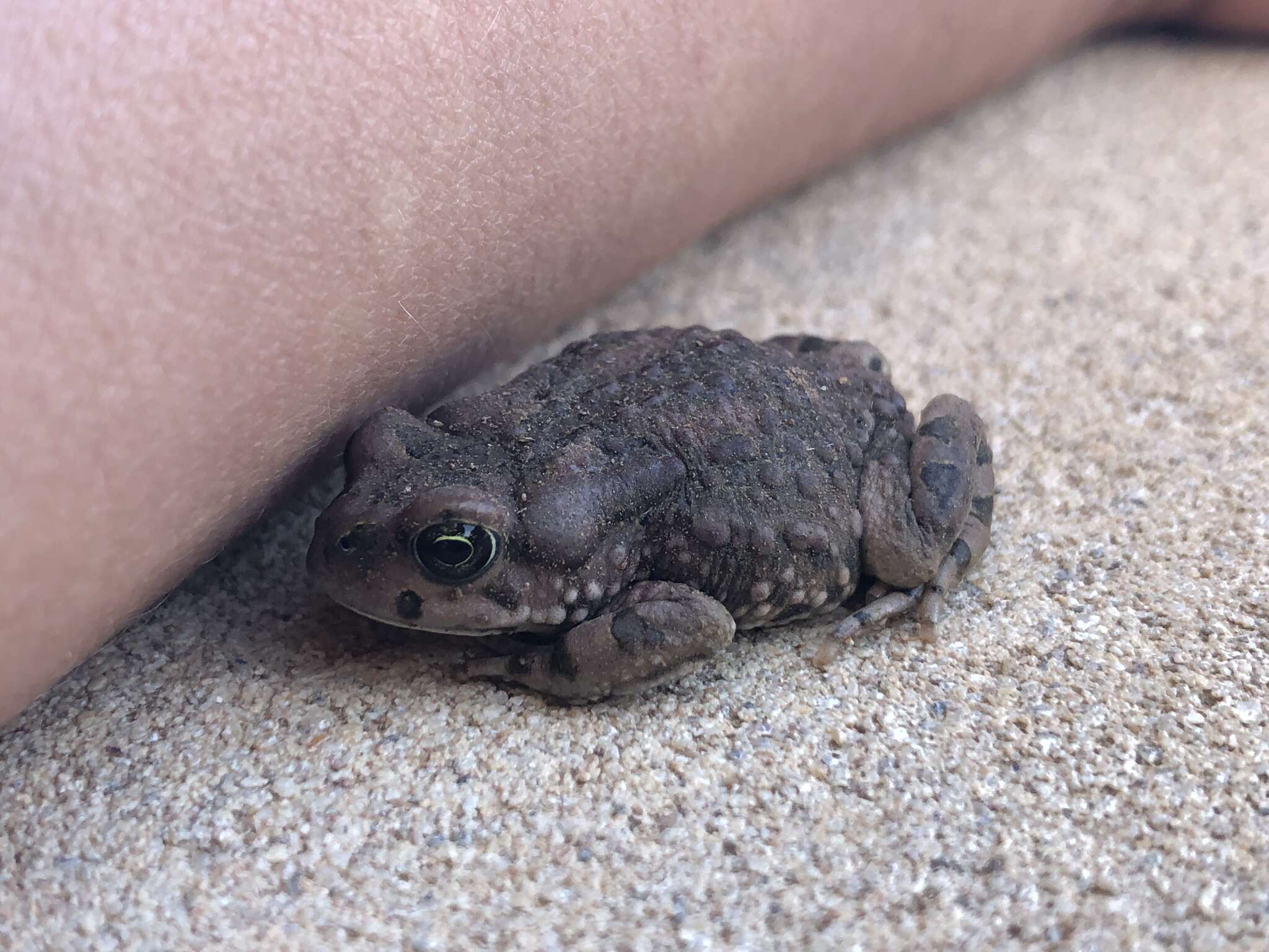 Image of Karoo Toad