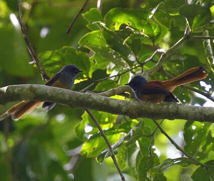 Rhipidura cyaniceps (Cassin 1855)的圖片