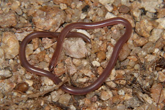 Image of Tana worm snake