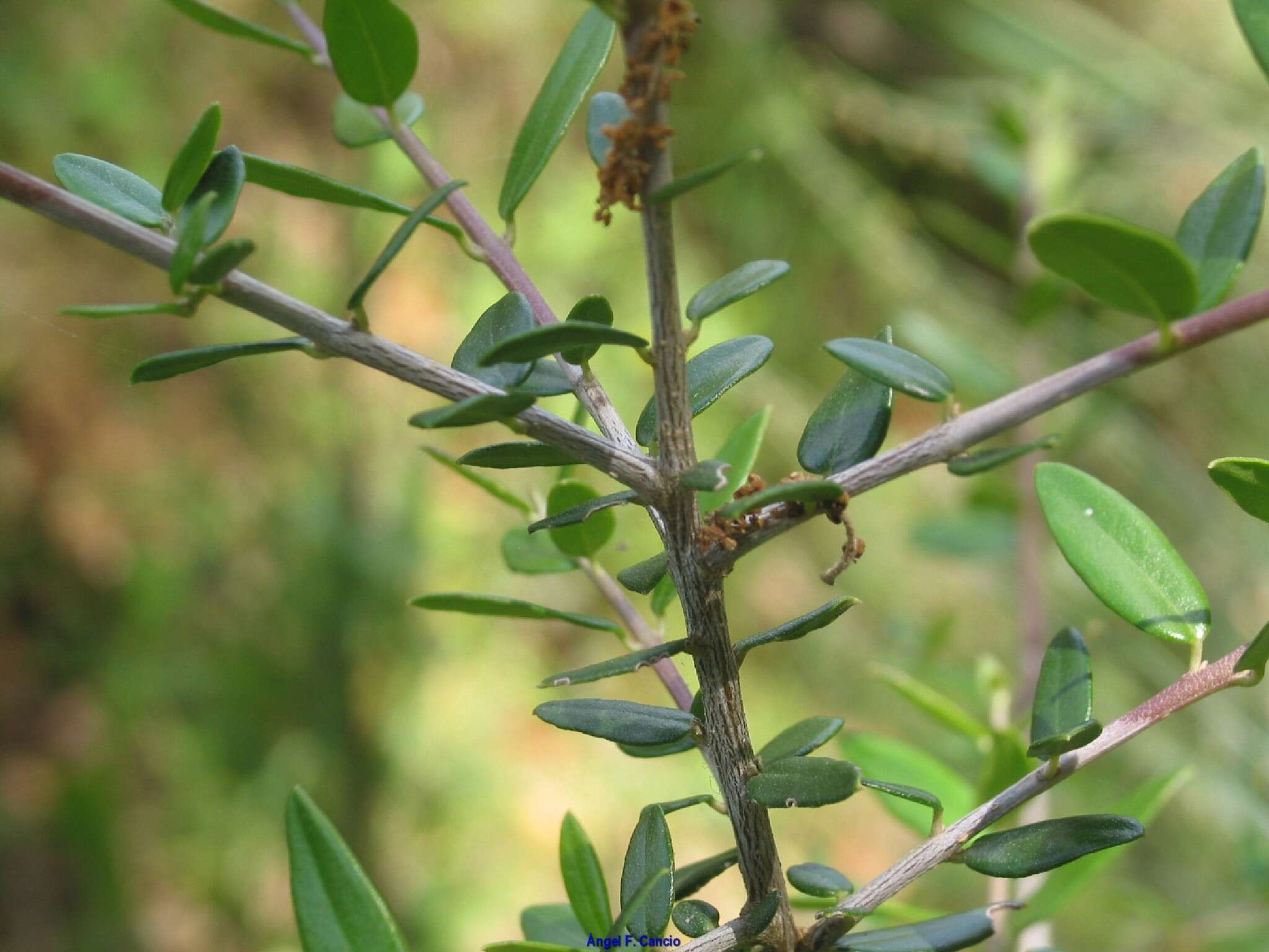 Image of European olive