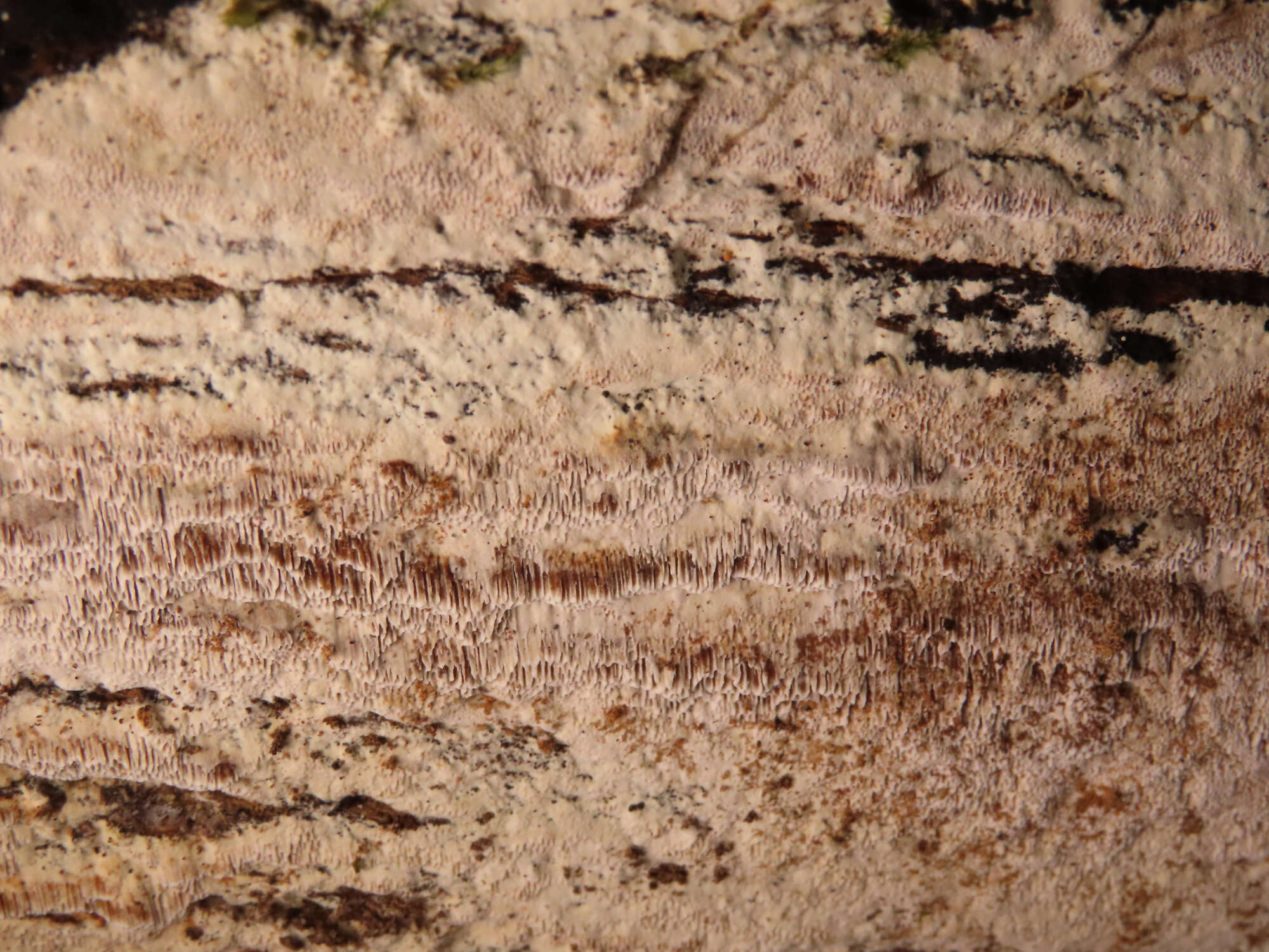 Image of Aporpium macroporum Niemelä, Spirin & Miettinen 2012