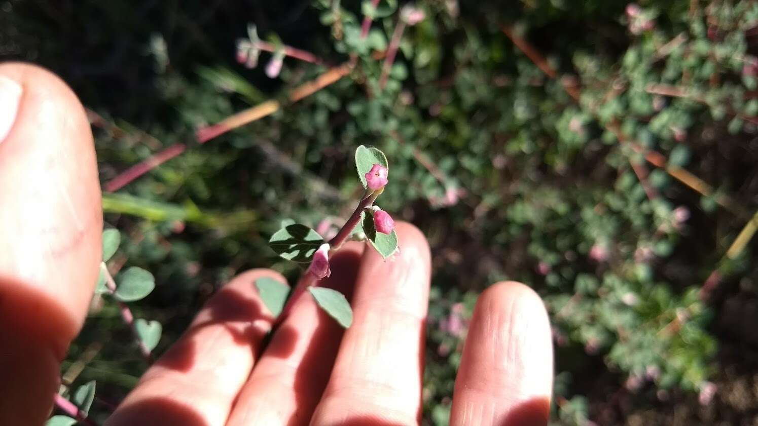 Image of Parish's snowberry