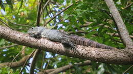 Image of Baker's Spinytail Iguana