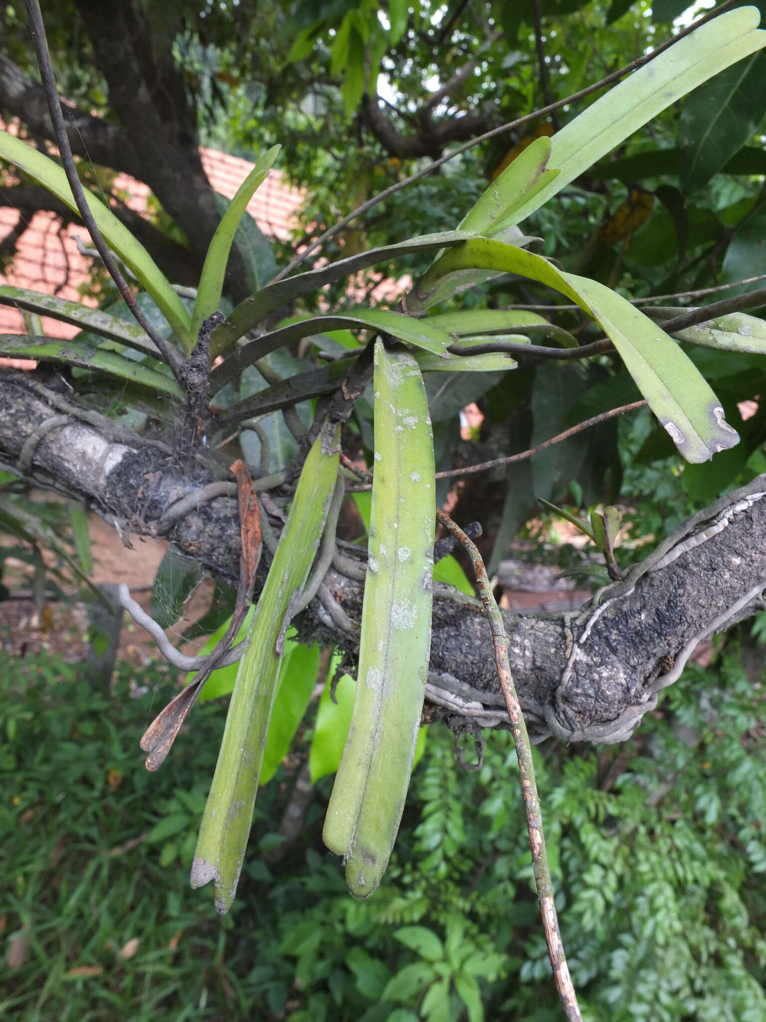 Image of Cottonia peduncularis (Lindl.) Rchb. fil.