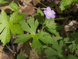 Image of spotted geranium