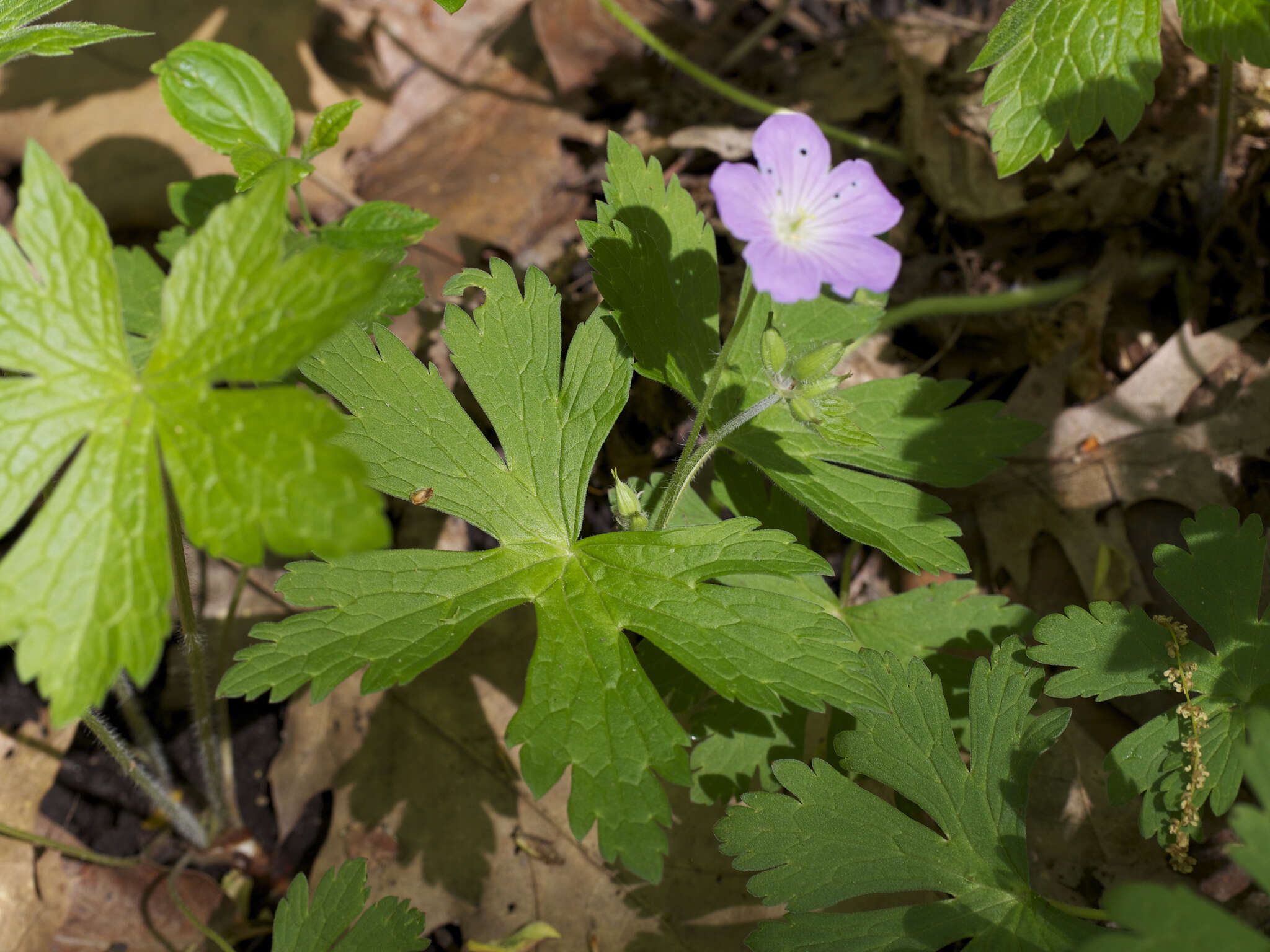 Image of spotted geranium