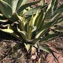 Image of Agave durangensis Gentry