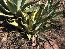 Image of Agave durangensis Gentry