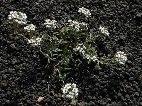 Image of Lobularia canariensis subsp. marginata (Webb ex Coss.) L. Borgen