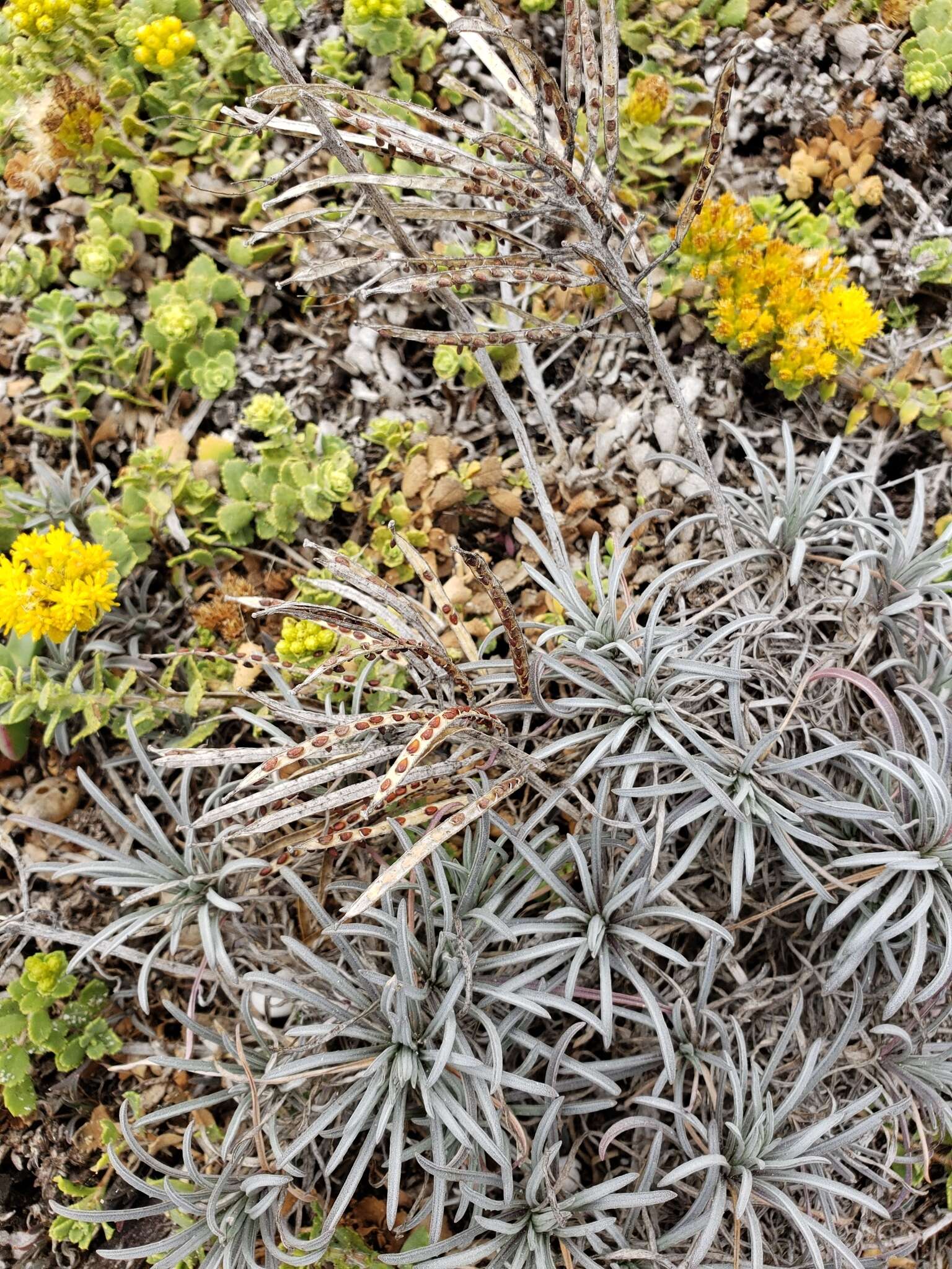 Image of island wallflower